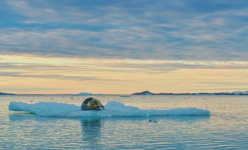 Дикая природа, Море Арктика, Путешествия, Тюлень, Шпицберген Свалбард совсем одинphoto preview