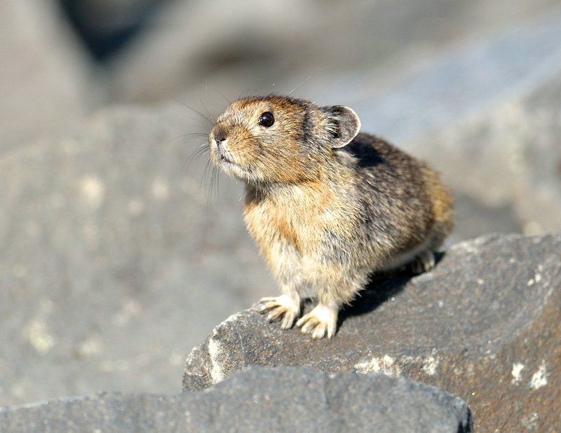 Удивлённая сеноставкаphoto preview