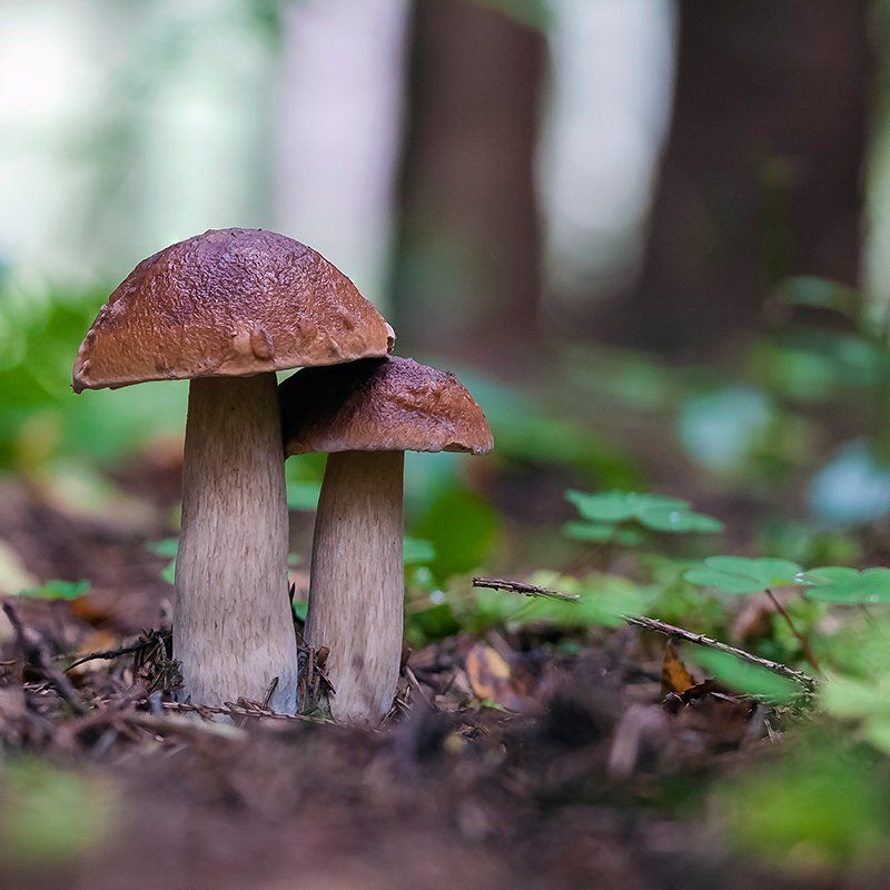 Про грибы в квадрате. фото превью