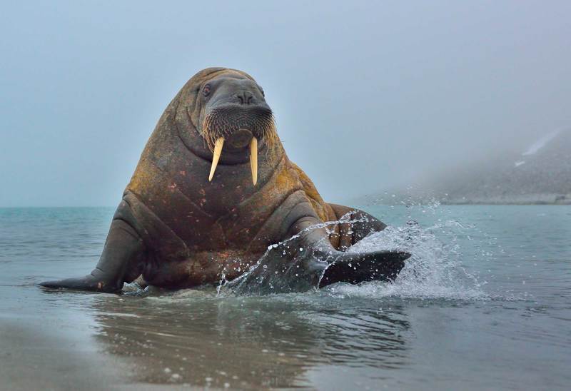 Арктика шпицберген, Дикая природа, Животные дикие, Морж подплывайтеphoto preview