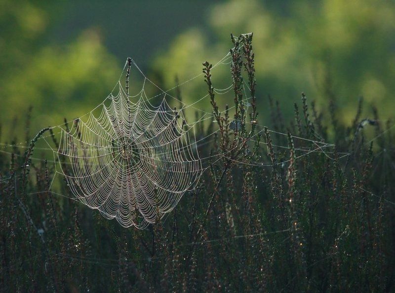 Тонкая работа фото превью
