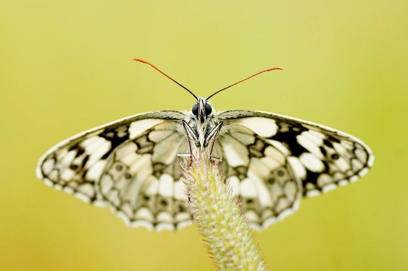 1,2,3 - próba mikrofonu... фото превью