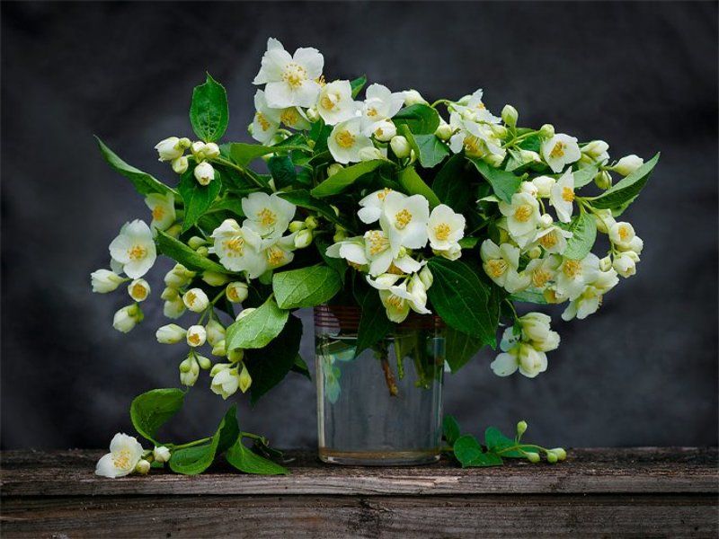 Жасмин в стаканеphoto preview