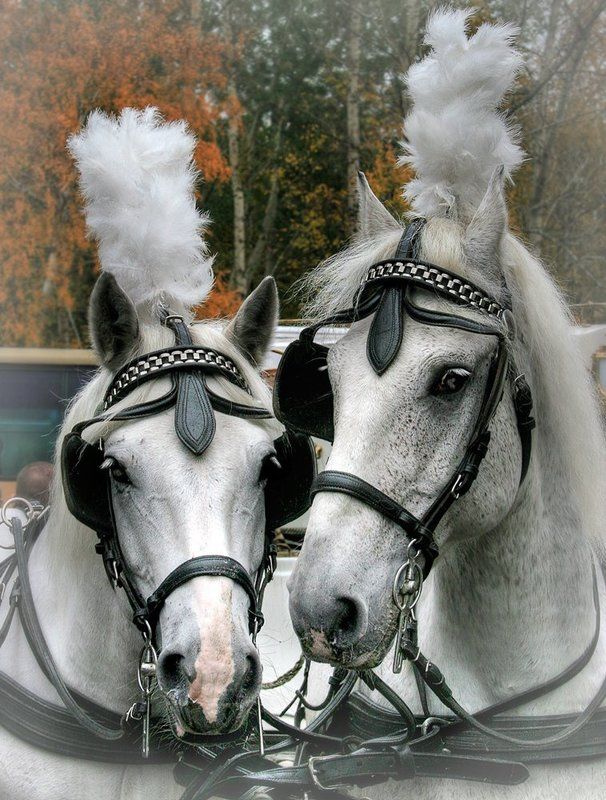 Совет да любовьphoto preview