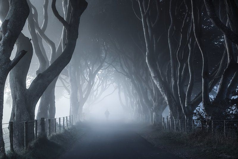 Dark Hedges, Fog, Ireland, Man, Mist, Morning, Northern ireland, Road, Trees The Dark Hedgesphoto preview