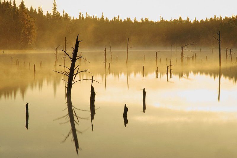 Утро в странном лесу.photo preview