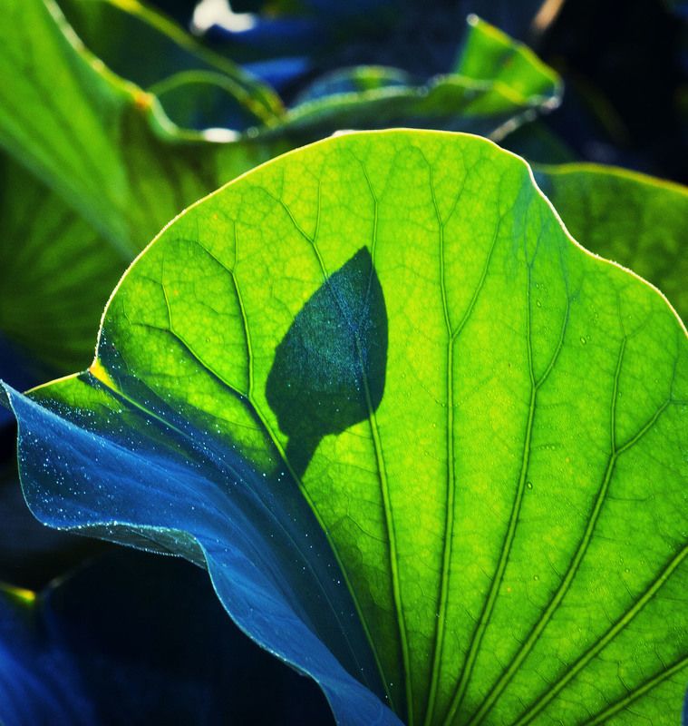 Lotus *photo preview