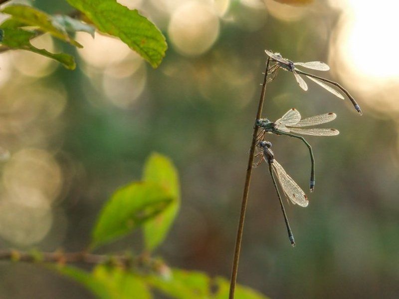 Сообразим на троихphoto preview