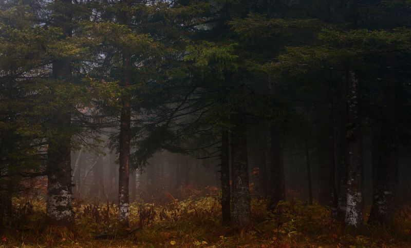 лес, осень, тайга, уреньга, южный урал Осень в уральской тайге фото превью