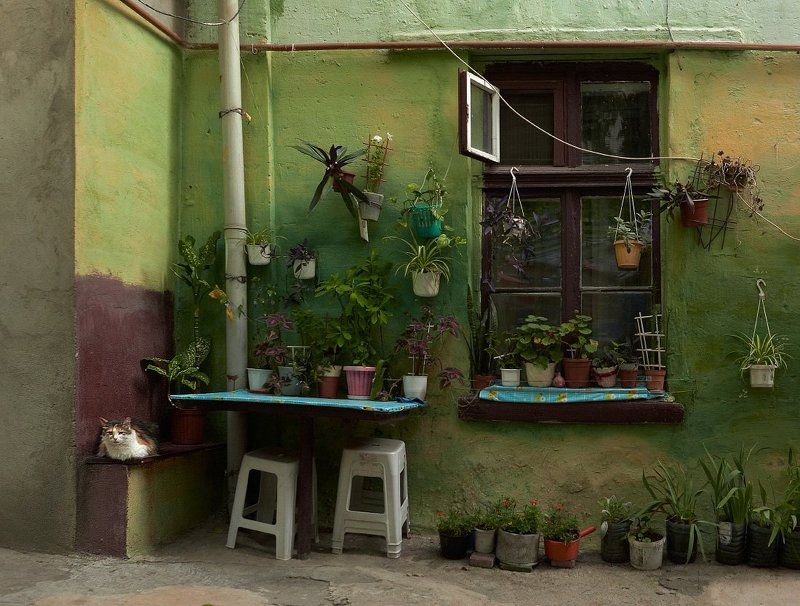 Двор, Одесса, Окно, Цветы В одесском дворикеphoto preview