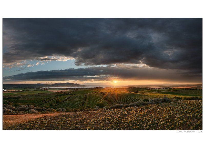 evening vineyardsphoto preview