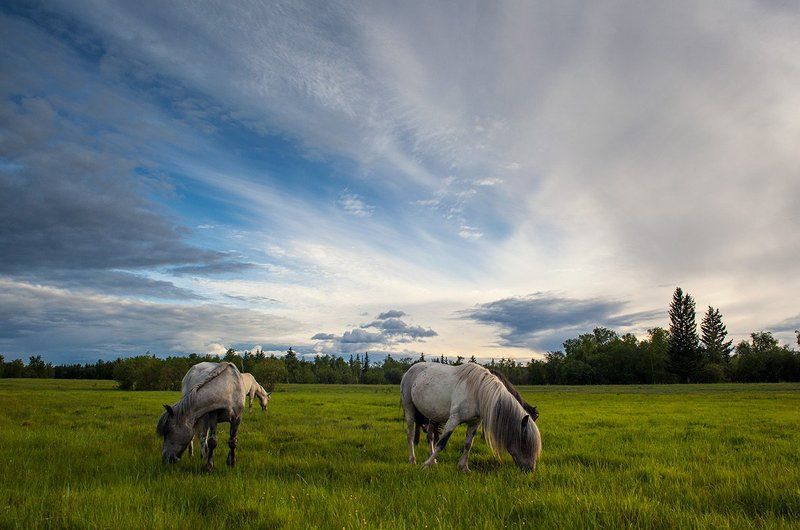 Летний вечер в долине Энселиphoto preview