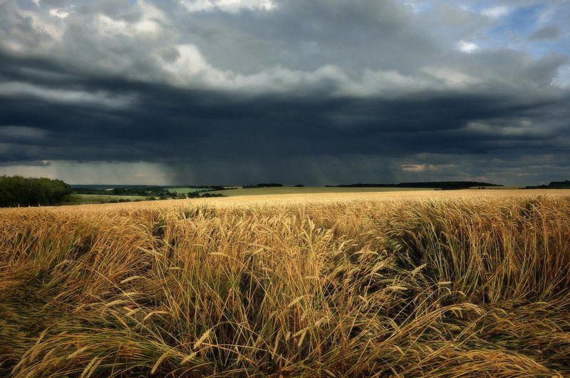 В хлебах заблудилсяphoto preview