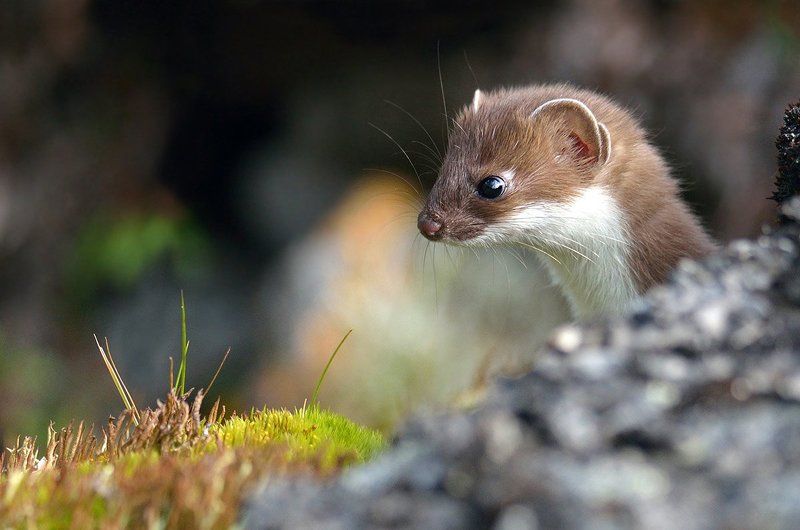 Горностайphoto preview