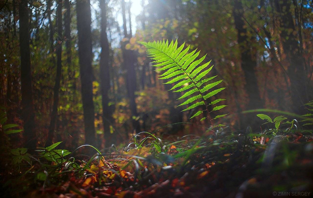 2014, Лес, Мир24, Осень, Природа, Россия, Тула, Сергей Зимин