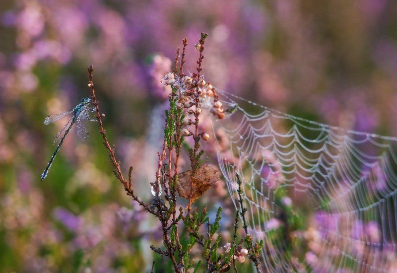 Вблизиphoto preview