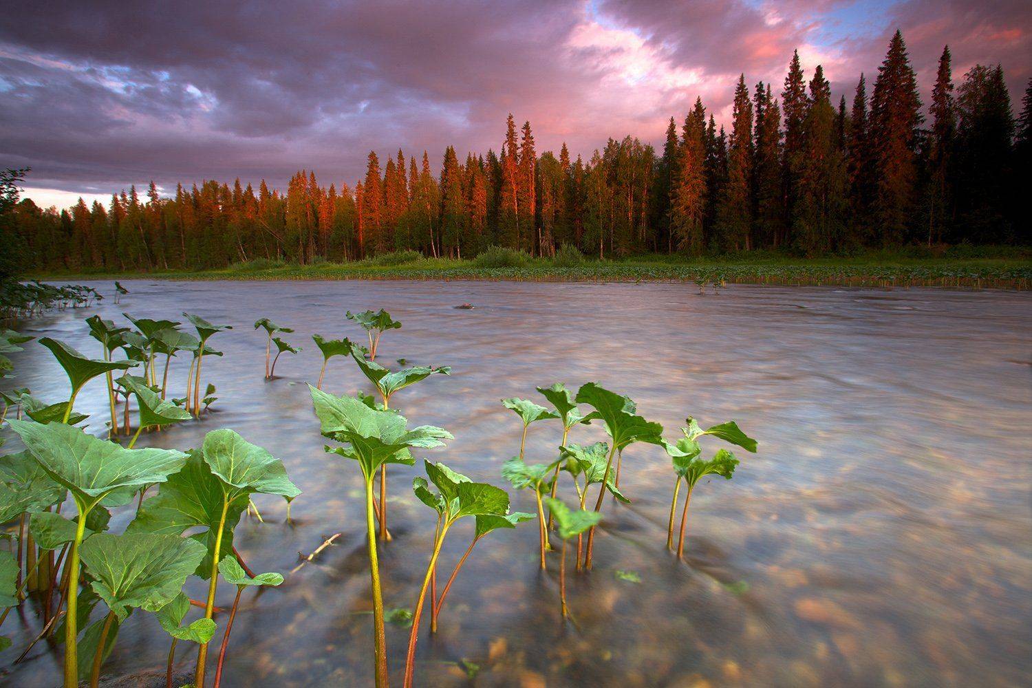 Закат на берегах Печоры. Автор: Никифоров Егор , Никифоров Егор