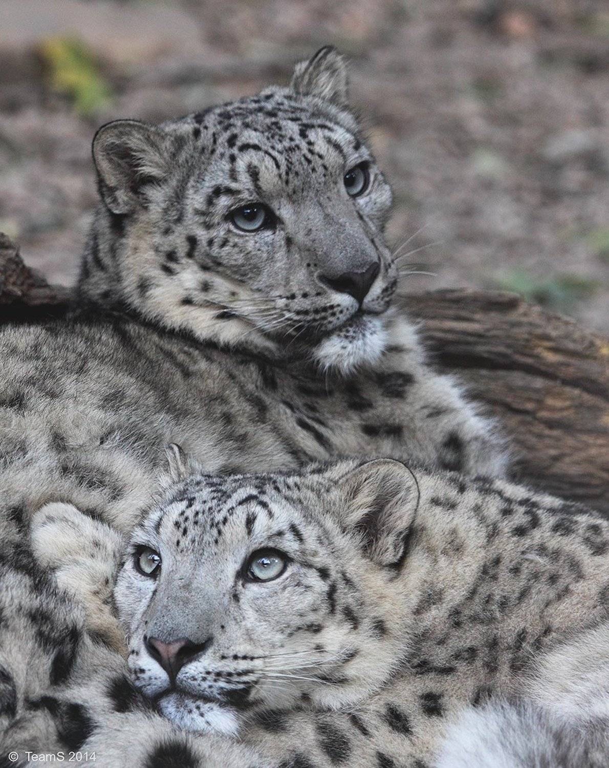 А если это любовь.... Автор: teamS| Юнусова Анна , teamS| Юнусова Анна