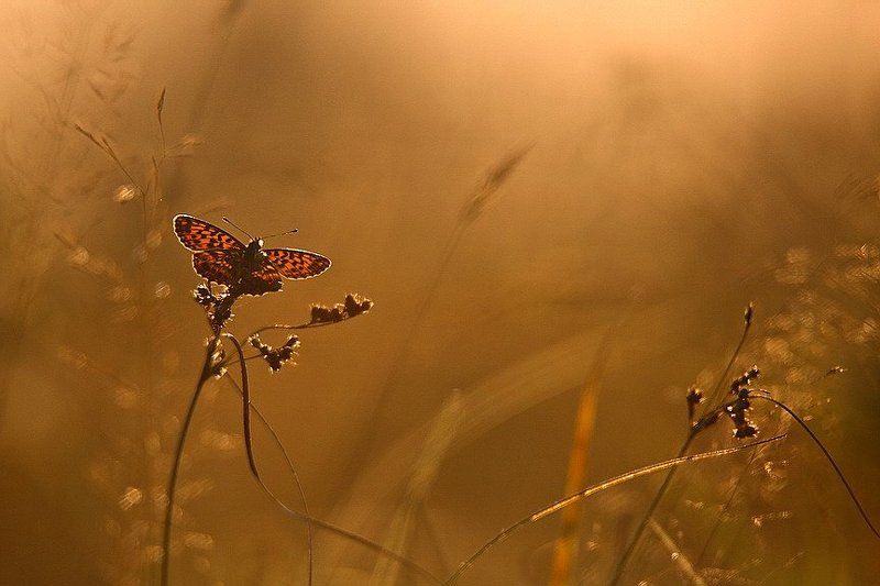 В поисках ночлега....photo preview