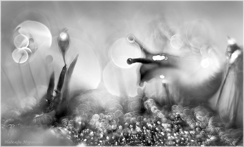 Мох, Роса, Сон, Улитка Сныphoto preview