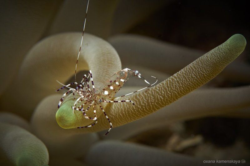 Анемоновая креветка.photo preview