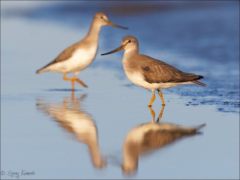 Мородунки в зазеркальеphoto preview