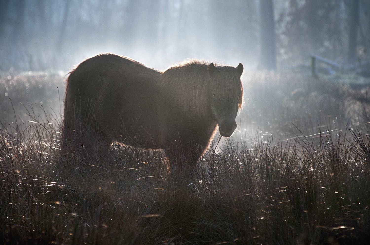 , Danny Vangenechten