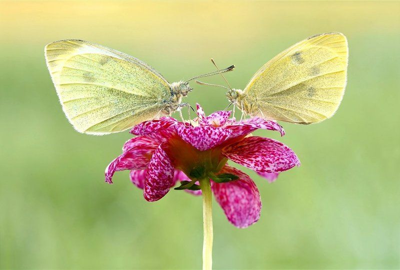 Day of butterfly... фото превью
