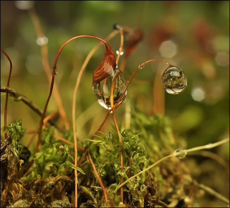 Между строчек осени...photo preview