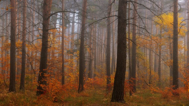По следам золотой осени фото превью