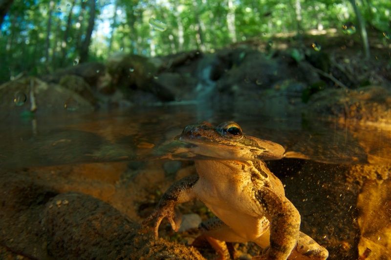 Почти Царевна-лягушкаphoto preview
