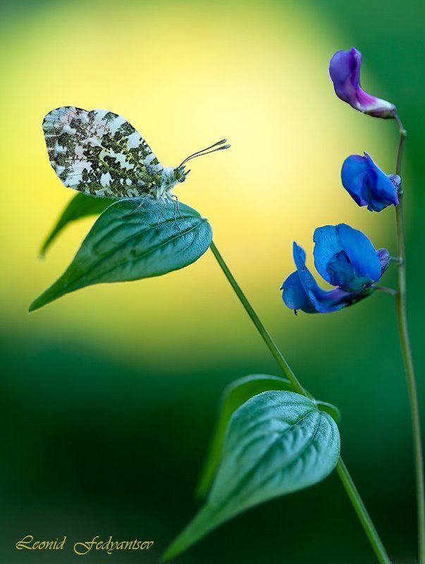 Рассвет для зорьки (2)photo preview