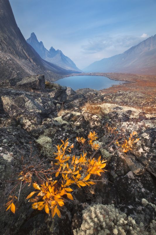 yukon, canada Северный букетphoto preview