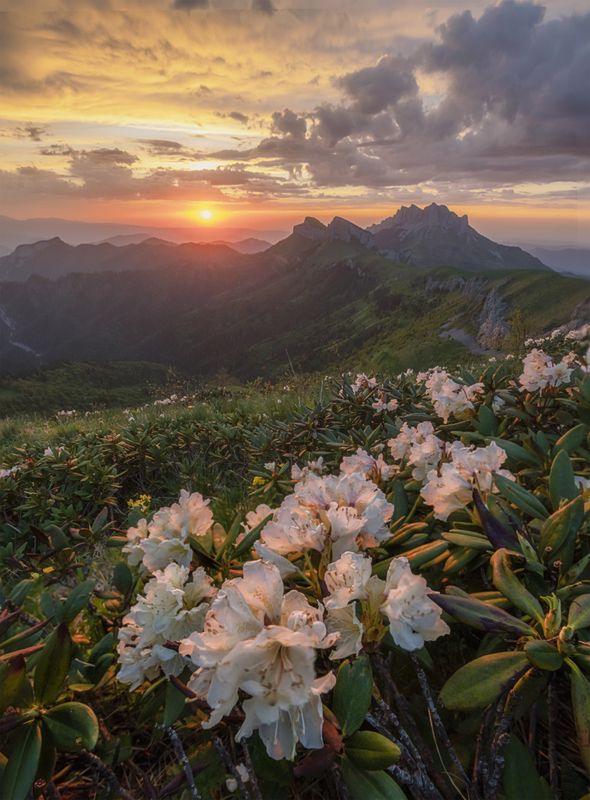 западный кавказ, большой тхач, малый тхач, рододендрон, закат, лето Вечер дождливого дняphoto preview