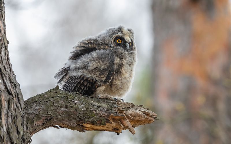 птица, дикая птица,  орнитология, дикая природа, фотоохота, сова, сова ушастая, птенец Чудо в перьях. (Птенец ушастой совы)photo preview