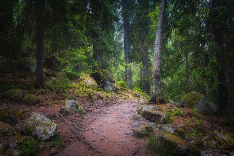 Горизонтальный  Нет людей  Фотография  На улице  Природа  Лес  Лес  Красота в природе  Растение  Рост  Окружающая среда  День  Дерево  Живопись Природа  Пейзаж  Пейзажи  Спокойствие  Спокойная сцена  Ствол дерева  Тропинка  Мох Старый лес.photo preview
