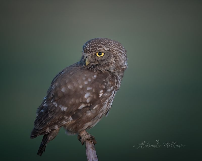 wildlife Сыч домовыйphoto preview