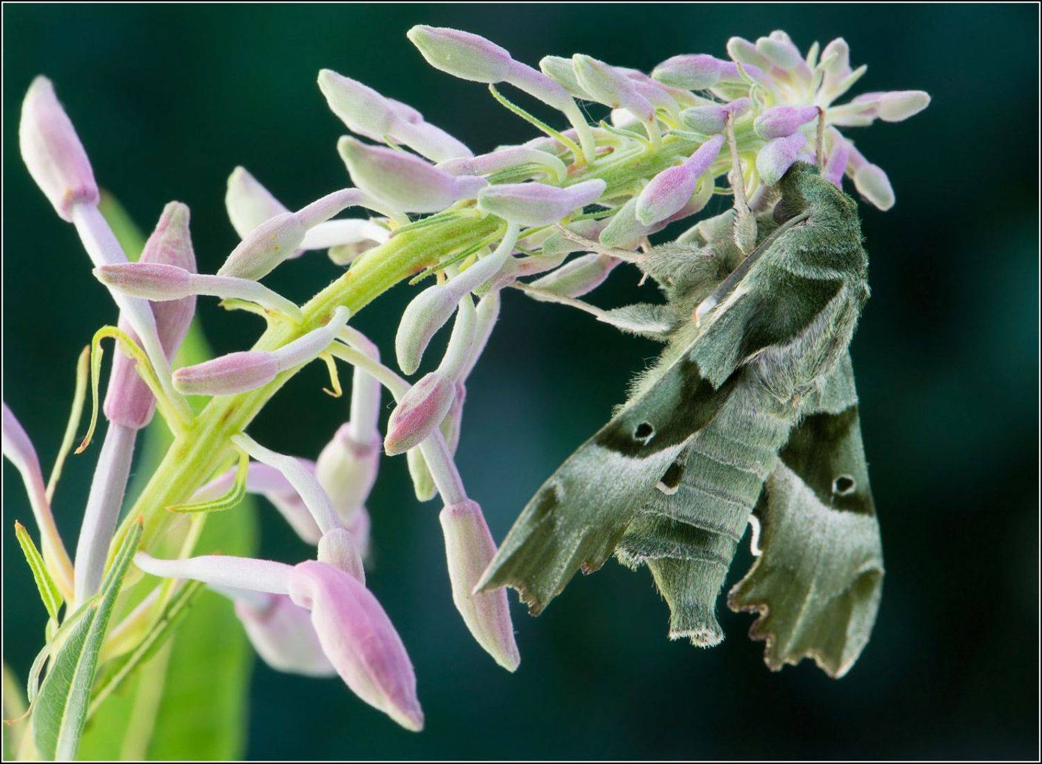 proserpina,бабочка,бражник, Александр Чувилин