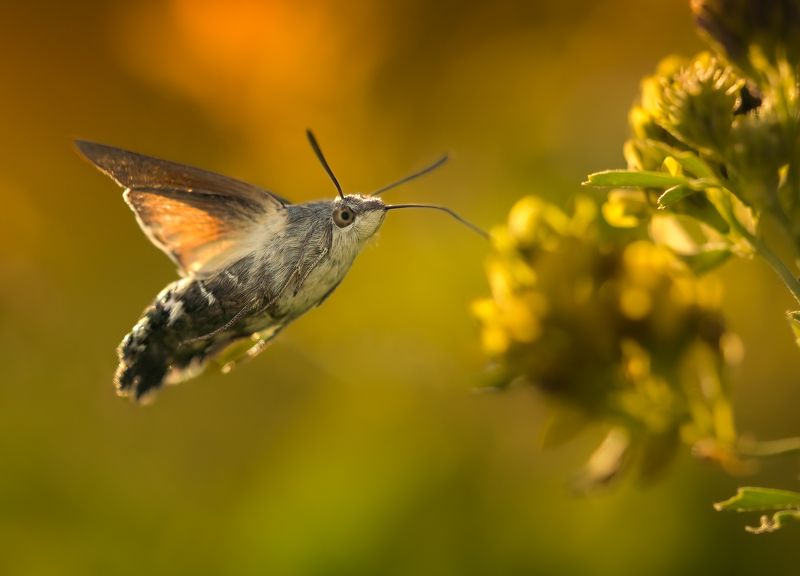 insect, hummingbird hawk-moth, macro, nature, wildlife, animals, bugs, sony Like a birdphoto preview