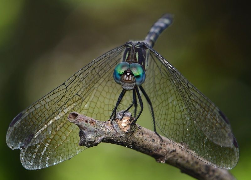 denis moura, mogi das cruzes, brasil, libélula Libelulaphoto preview