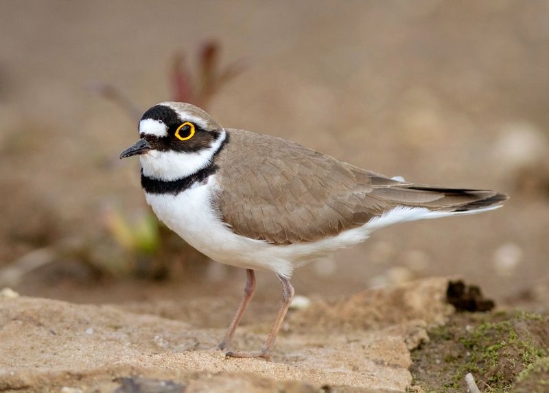 малый зуек, кулик, птица, фотоохота, birds, Малый зуекphoto preview