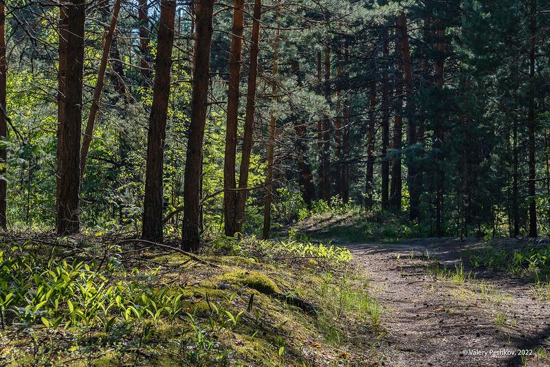 весна, цветение, ландыши, купена, весенний лес, мещёра, рязанская область. Пора ландышей и купеныphoto preview