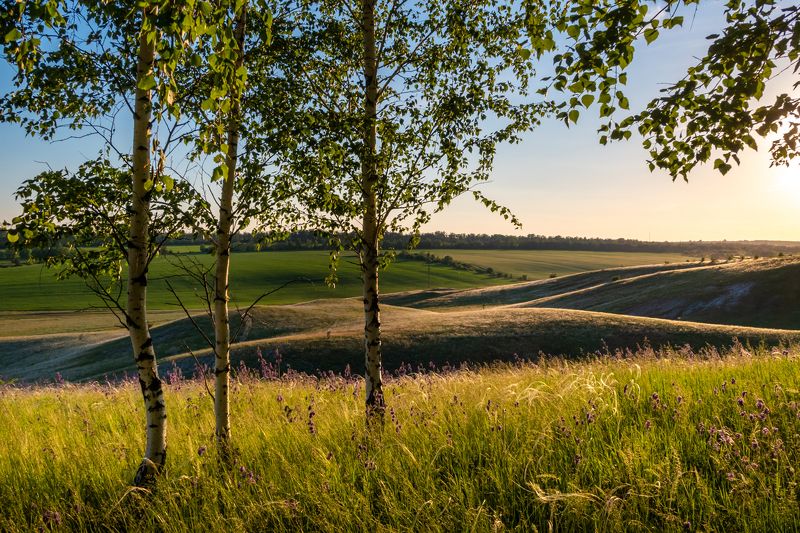 березы в степиphoto preview