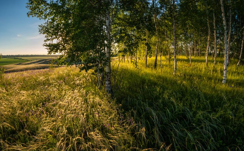 березовая роща на закатеphoto preview