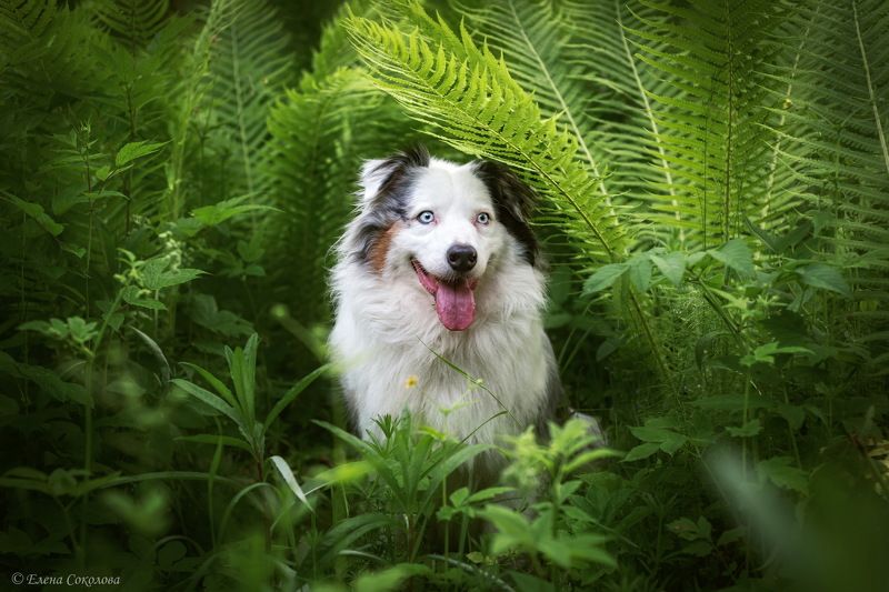 собака, аусси, лето, цветочный луг, австралийская овчарка, лес, пермь Красотка Радаphoto preview