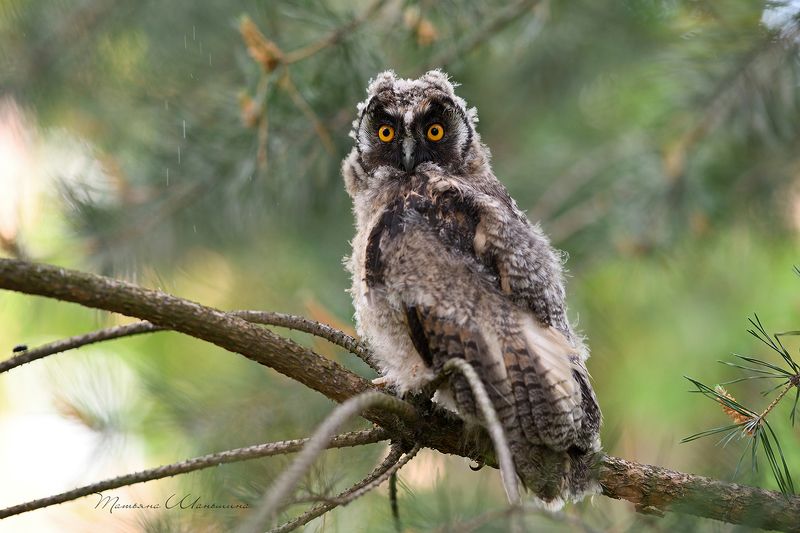 Домовенокphoto preview