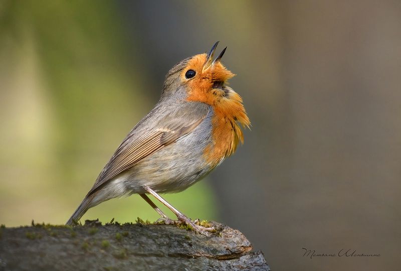 Песня для любимойphoto preview