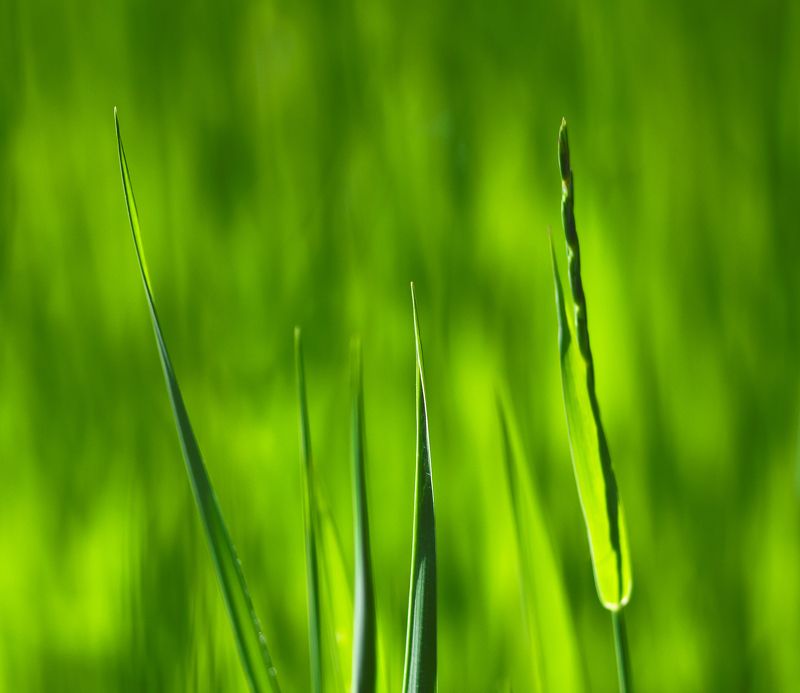 макро, природа, зеленый цвет, трава, флора, растения Зеленое на зеленомphoto preview