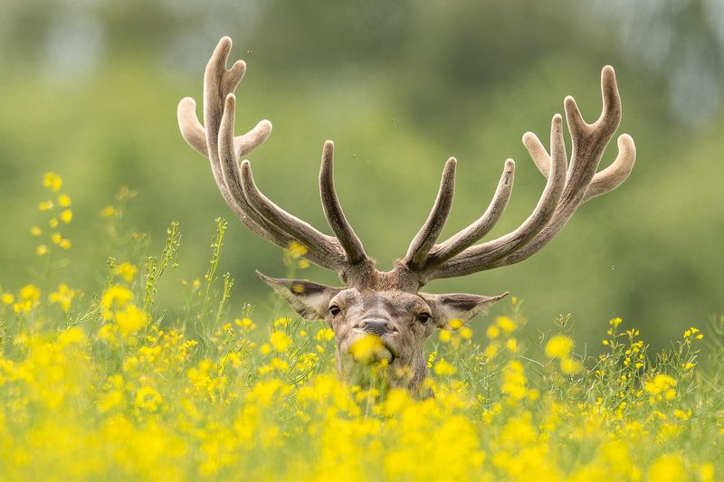 Briedisphoto preview