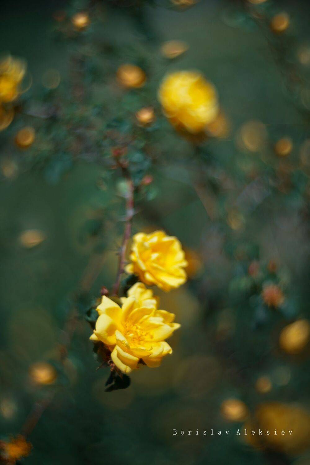Yelow. Автор: Борислав Алексиев flowers,yellow,green,roses,bokeh,nature,light,green,, Борислав Алексиев